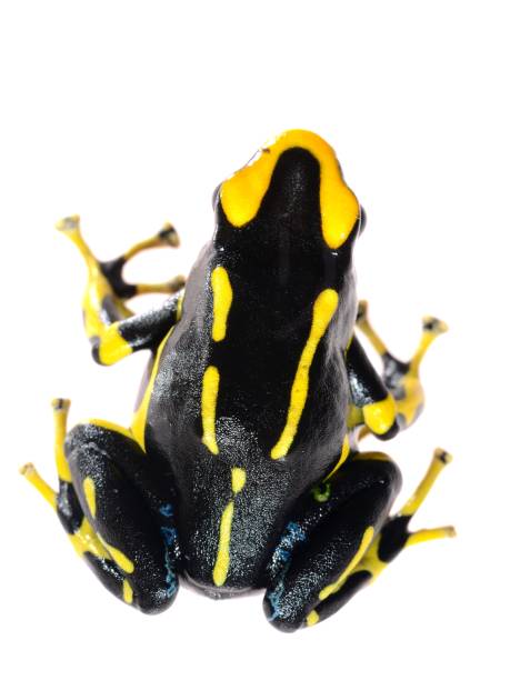istock Yellow dyeing dart frog Dendrobates tinctorius allanis isolated on white 911399506