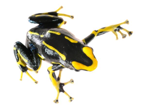 istock Yellow dyeing dart frog Dendrobates tinctorius allanis isolated on white 911399512