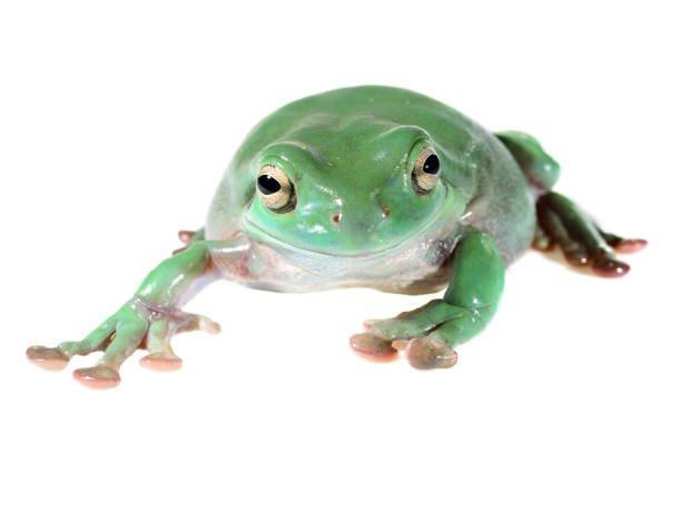 istock Australian green tree frog Litoria caerulea isolated on white 911399544