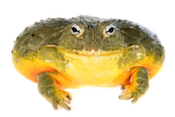 istock The African bullfrog Pyxicephalus adspersus isolated on white 911399560