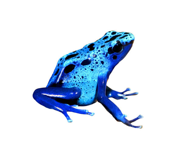 istock colorful blue frog Dendrobates tinctorius isolated 911399562