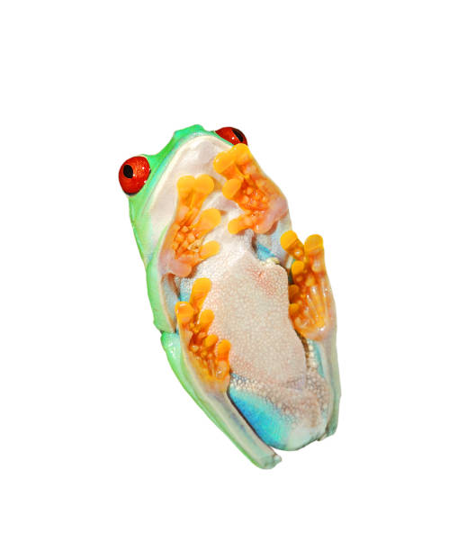 istock red-eye frog sitting verticaly isolated on white 911399578