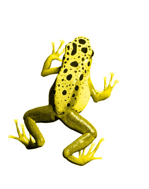 istock colorful blue frog on white background. Isolated 911399596