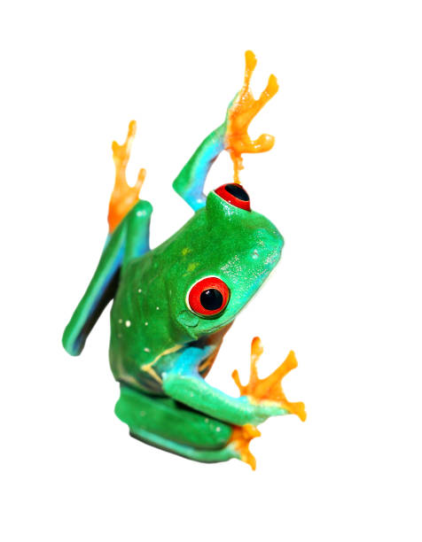 istock red-eye frog Agalychnis callidryas sitting vertically isolated on white 911399600