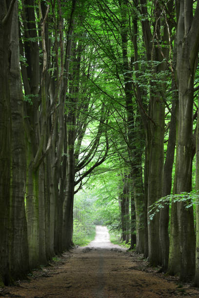 istock Walkway in a green Spring beech forest in Leuven, Belgium 911407732