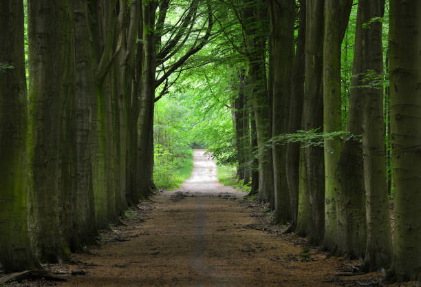 istock Walkway in a green Spring beech forest in Leuven, Belgium 911407752