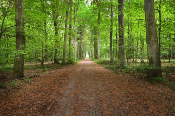 istock Walkway in a green Spring beech forest in Leuven, Belgium 911407802