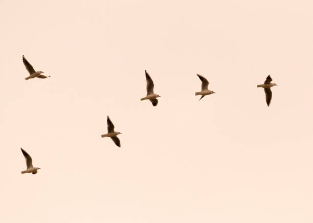 istock a flock of birds at sunset 911407960