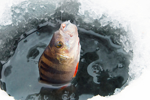 Catching freshwater fish on winter fishing rod. Catchability bait.