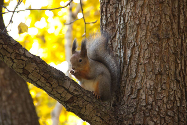 istock squirrel in autumn sitting on the branch of a tree 911408560