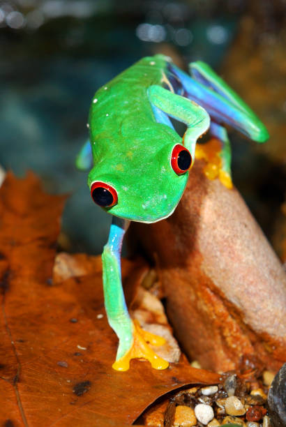 istock red-eye frog  Agalychnis callidryas in terrarium 911409082
