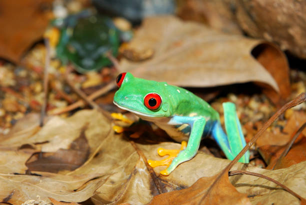 istock red-eye frog  Agalychnis callidryas in terrarium 911409092