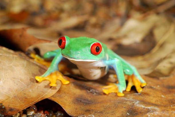 istock red-eye frog  Agalychnis callidryas in terrarium 911409096
