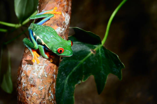 istock red-eye tree frog  Agalychnis callidryas in terrarium 911409100