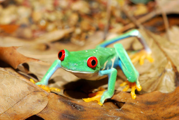 istock red-eye frog  Agalychnis callidryas in terrarium 911409106