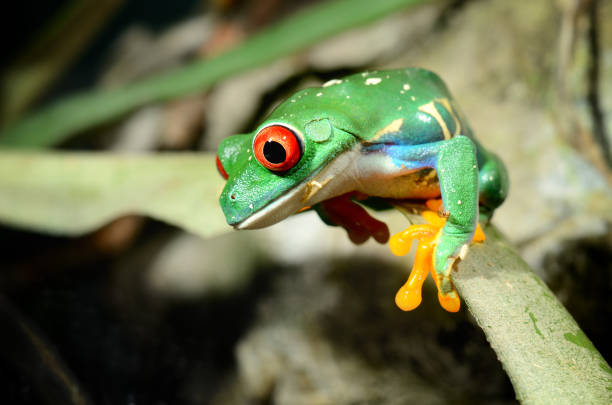 istock red-eye tree frog  Agalychnis callidryas in terrarium 911409108
