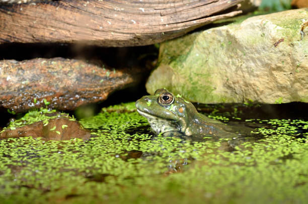 istock European common green frog in terrarium 911409148