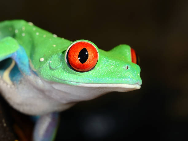 istock red-eye frog  Agalychnis callidryas in terrarium 911409166
