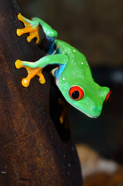 istock red-eye frog  Agalychnis callidryas in terrarium 911409172
