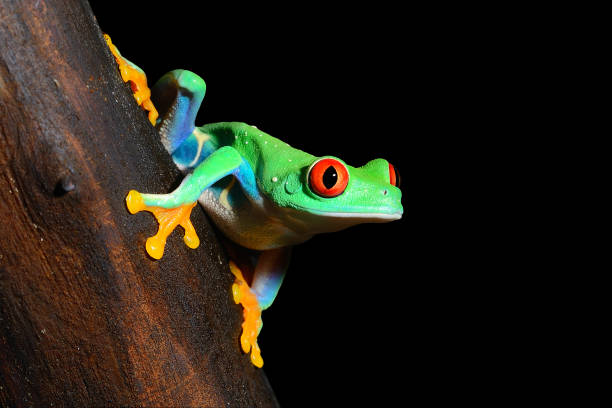 red-eye tree frog  Agalychnis callidryas red-eye tree frog  Agalychnis callidryas red amphibian frog animals in the wild stock pictures, royalty-free photos & images