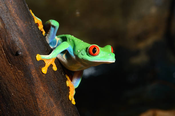 istock red-eye frog  Agalychnis callidryas in terrarium 911409208