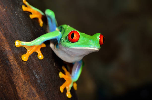A red eyed tree frog climbs up a tree in Costa Rica
