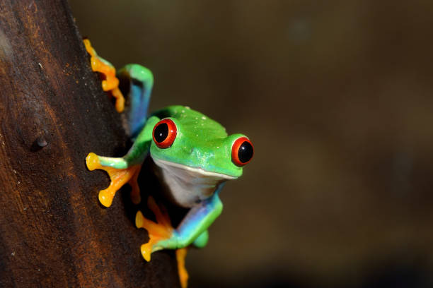 istock red-eye frog  Agalychnis callidryas in terrarium 911409230