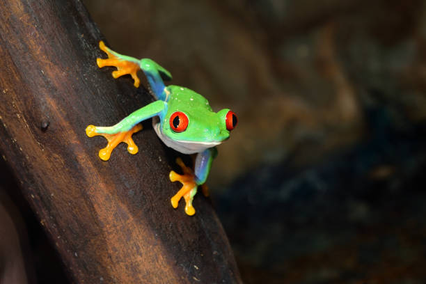 istock red-eye frog  Agalychnis callidryas in terrarium 911409232