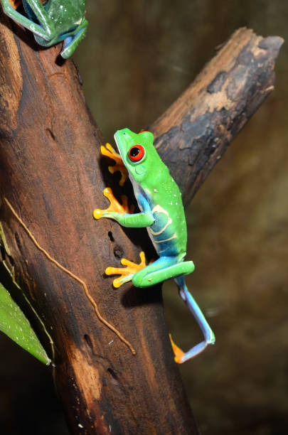 istock red-eye frog  Agalychnis callidryas in terrarium 911409244