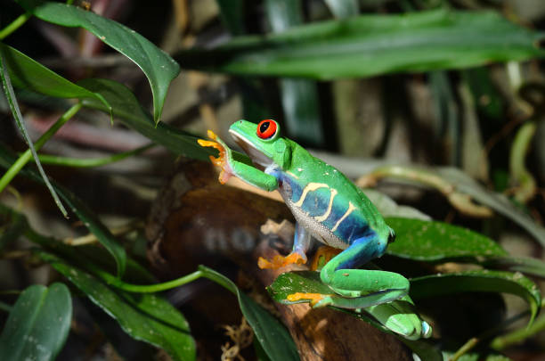 istock red-eye frog  Agalychnis callidryas in terrarium 911409260