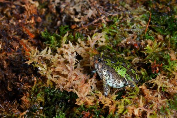 madagascan burrowing frog scaphiophryne marmorata nel muschio - marmorata foto e immagini stock