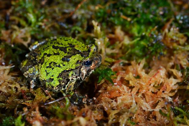 madagascan burrowing frog scaphiophryne marmorata in moss - marmorata imagens e fotografias de stock