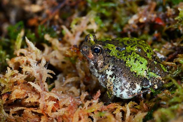 madagascan burrowing frog scaphiophryne marmorata in moss - marmorata imagens e fotografias de stock