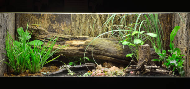 Tropical environment terrarium layout with exotic greens and a log