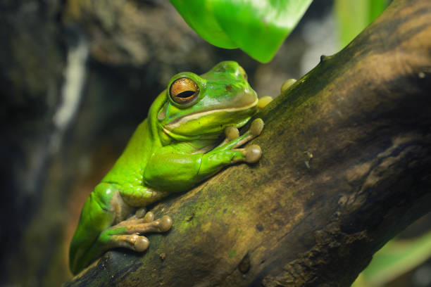 istock Australian green tree frog Litoria caerulea in a natural environment resting on a tree 911409418