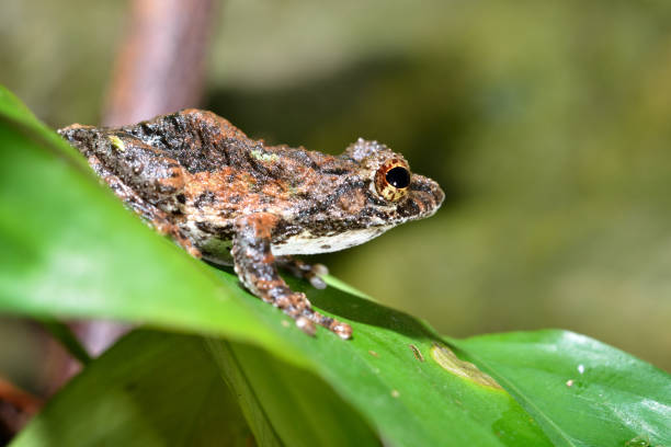 istock Colorful frog in terrarium 911409432