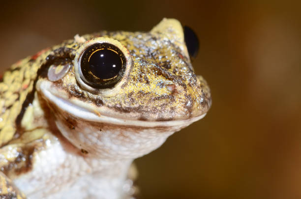 istock Colorful frog in terrarium 911409490