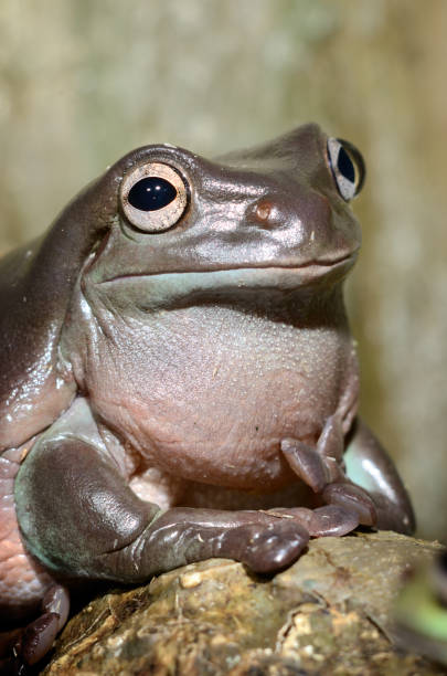 istock Colorful frog in terrarium 911409506
