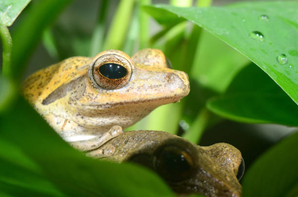 istock Colorful frog in terrarium 911409508