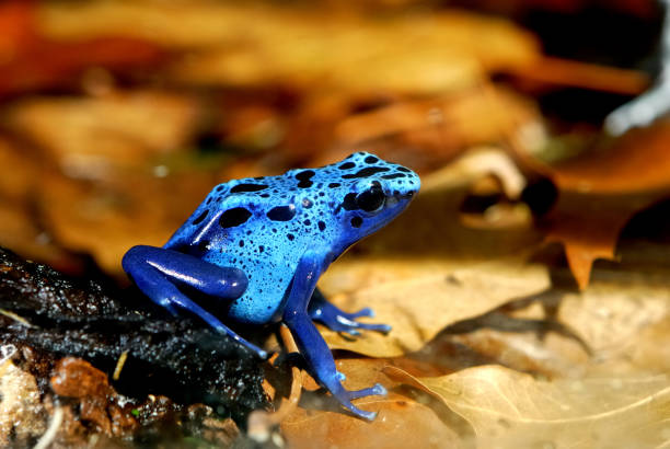 istock colorful blue frog Dendrobates tinctorius 911409516