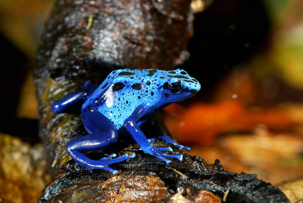 istock colorful blue frog Dendrobates tinctorius 911409528