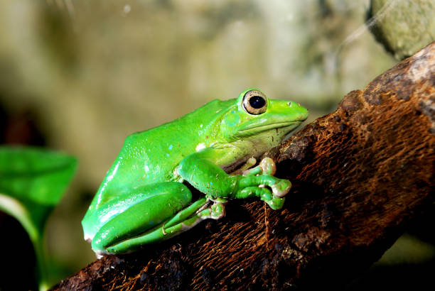 istock colorful green frog Polypidates dennysii 911409540