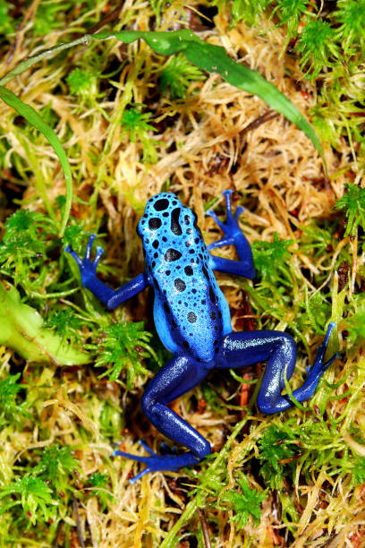istock colorful blue frog Dendrobates tinctorius 911409542