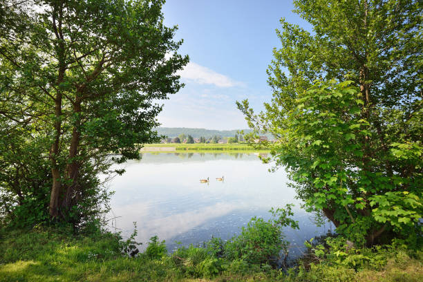istock Maas, Meuse river in Belgium 911409688