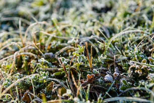 Grass covered with a hoarfrost on autumn