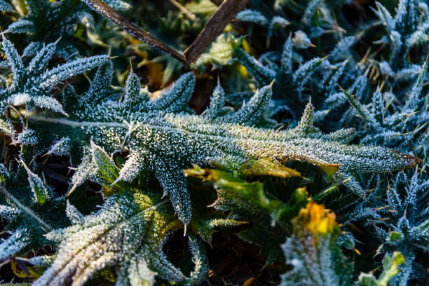 istock Leaf covered with a hoarfrost on autumn 911409748