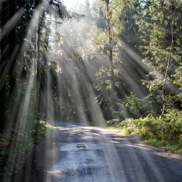 istock forest road with sun rays in the morning - light rays effect 911415806