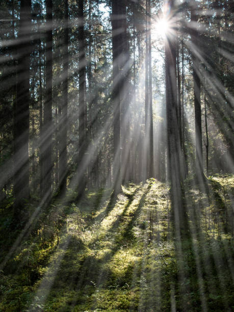 istock forest road with sun rays in the morning - light rays effect 911415928