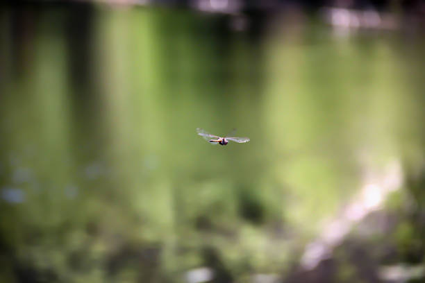 picture of a closeup of a dragonfly in flight
