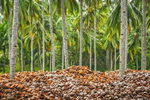 Pile of empty coconut shells under tall palmtrees